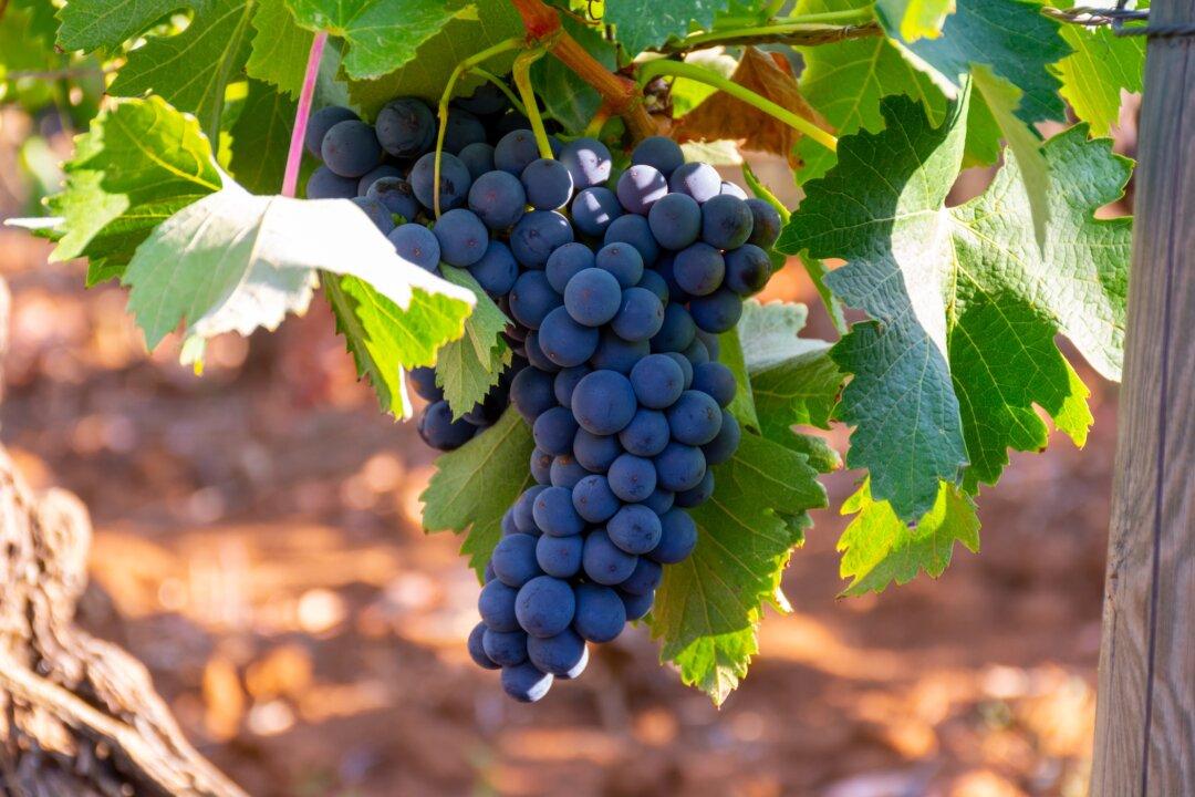 Merlot