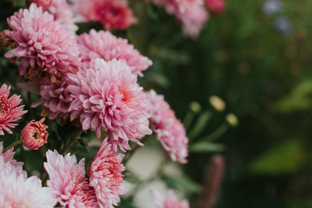 Mums and Bulbs