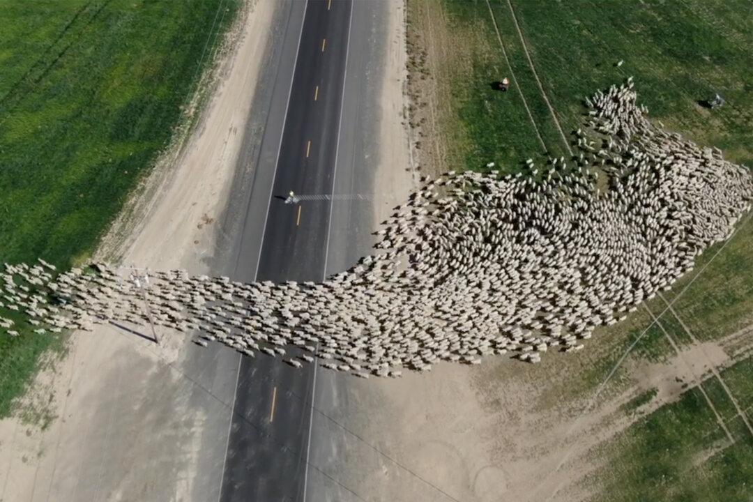 Mesmerizing Drone Footage Captures Flock of Sheep Crossing the Road in Washington