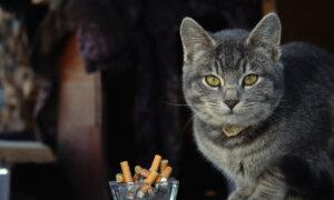 Secondhand Smoke Causes Cancer in Cats