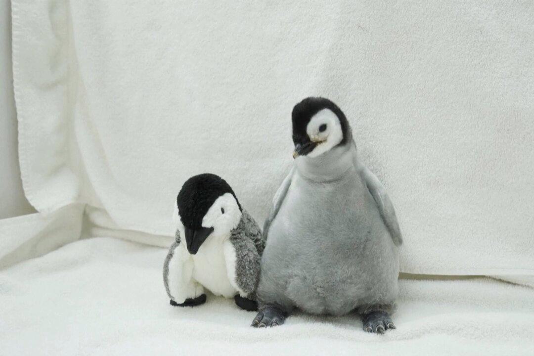 Emperor Penguin Chick at San Diego SeaWorld Named ‘Pearl’ by Public