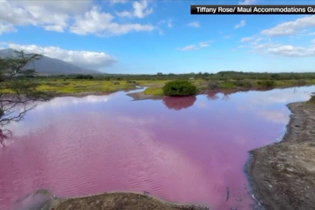 Pond in Maui Refuge Mysteriously Turns Bright Pink