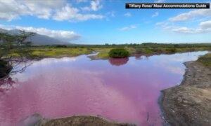 Pond in Maui Refuge Mysteriously Turns Bright Pink