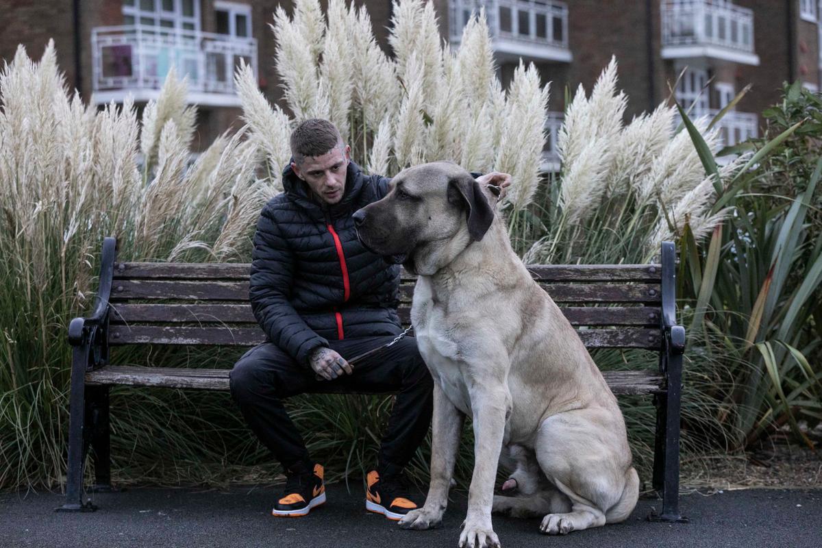 Abu, 2, an Aksaray malaklisi, is believed to be one of the biggest dogs in the UK. (SWNS)