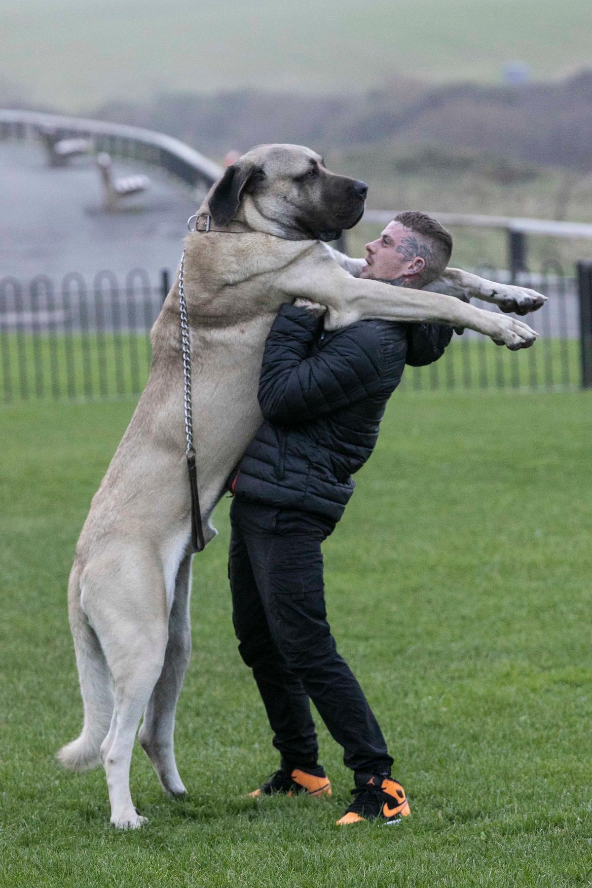 Abu, 2, stands at over 7 feet tall and dwarfs his owner when on his hind legs. (SWNS)