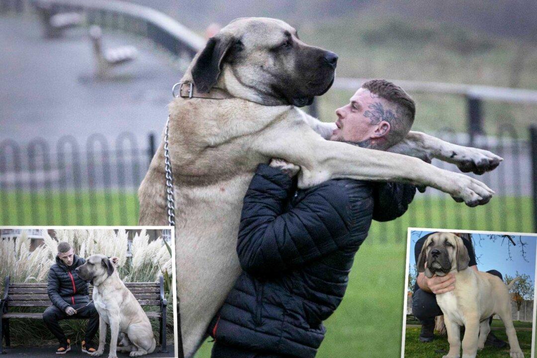 UK’s Biggest Dog Weighs Same as a Baby Elephant but Is ‘Gentle Giant’—Here’s What His Food Costs