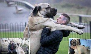 UK’s Biggest Dog Weighs Same as a Baby Elephant but Is ‘Gentle Giant’—Here’s What His Food Costs