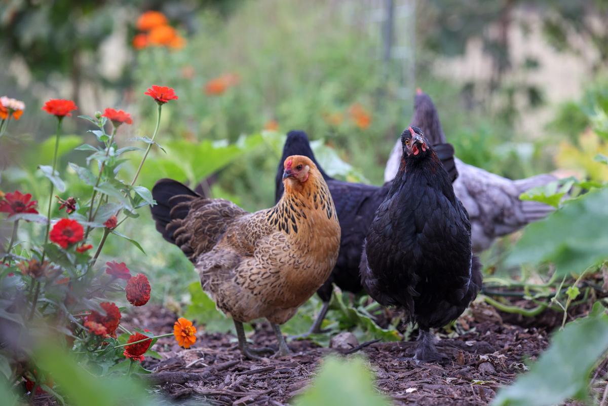 The farm is home to lively flocks of chickens, dairy cows, and goats. (Courtesy of Roots and Refuge Farm)