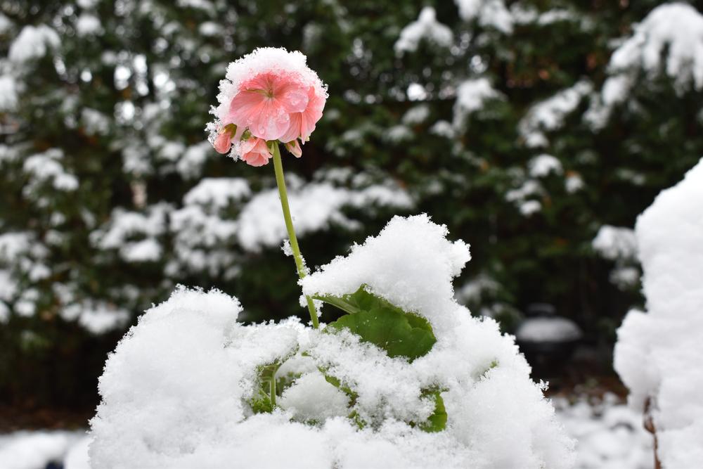 How to Winterize Perennial Flower Beds