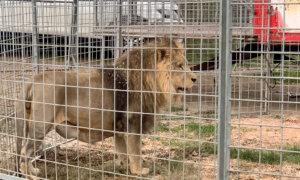 Rome, Italy: Circus Lion Captured After 7 Hours on the Loose