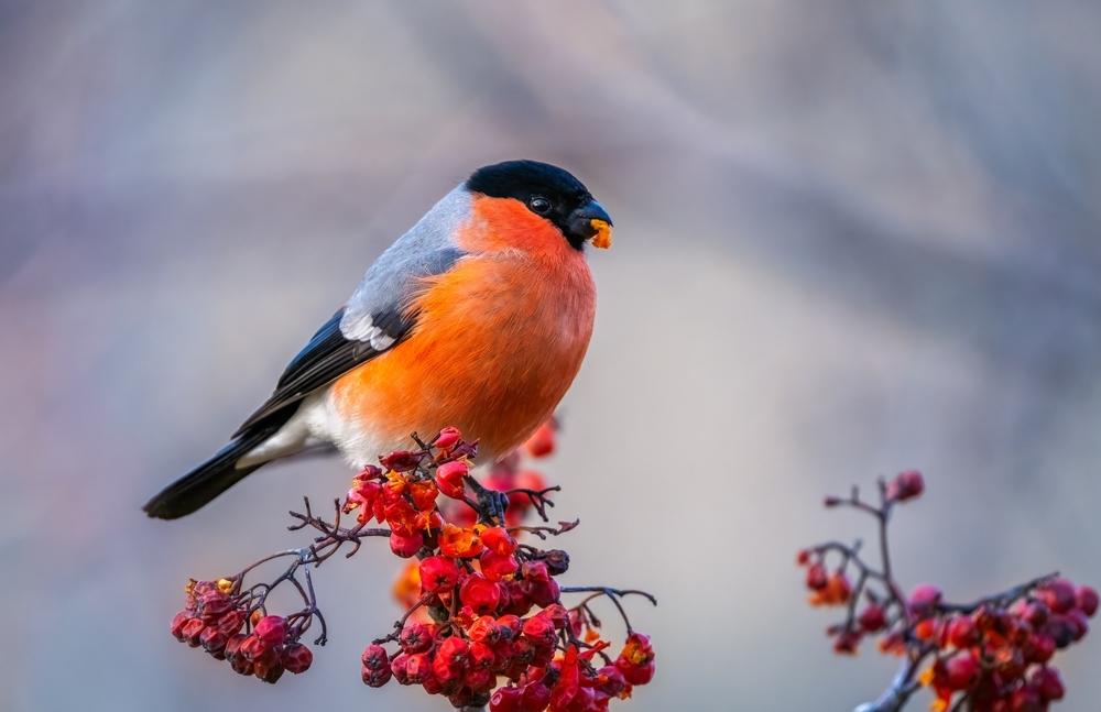Birding Basics: Get Ready for a New Winter Hobby