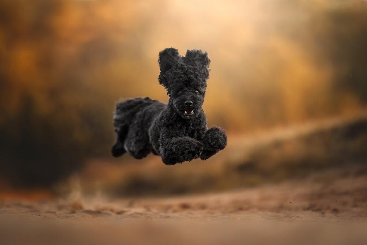 “Poodle Jump,” by Celine Robel. (Courtesy of Celine Robel, Dog Photography Awards)