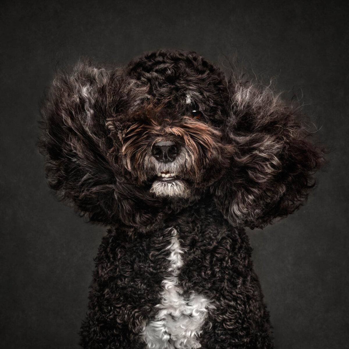 “Ebony & Her Ivories” by Jane Thomson. (Courtesy of Jane Thomson, Dog Photography Awards)