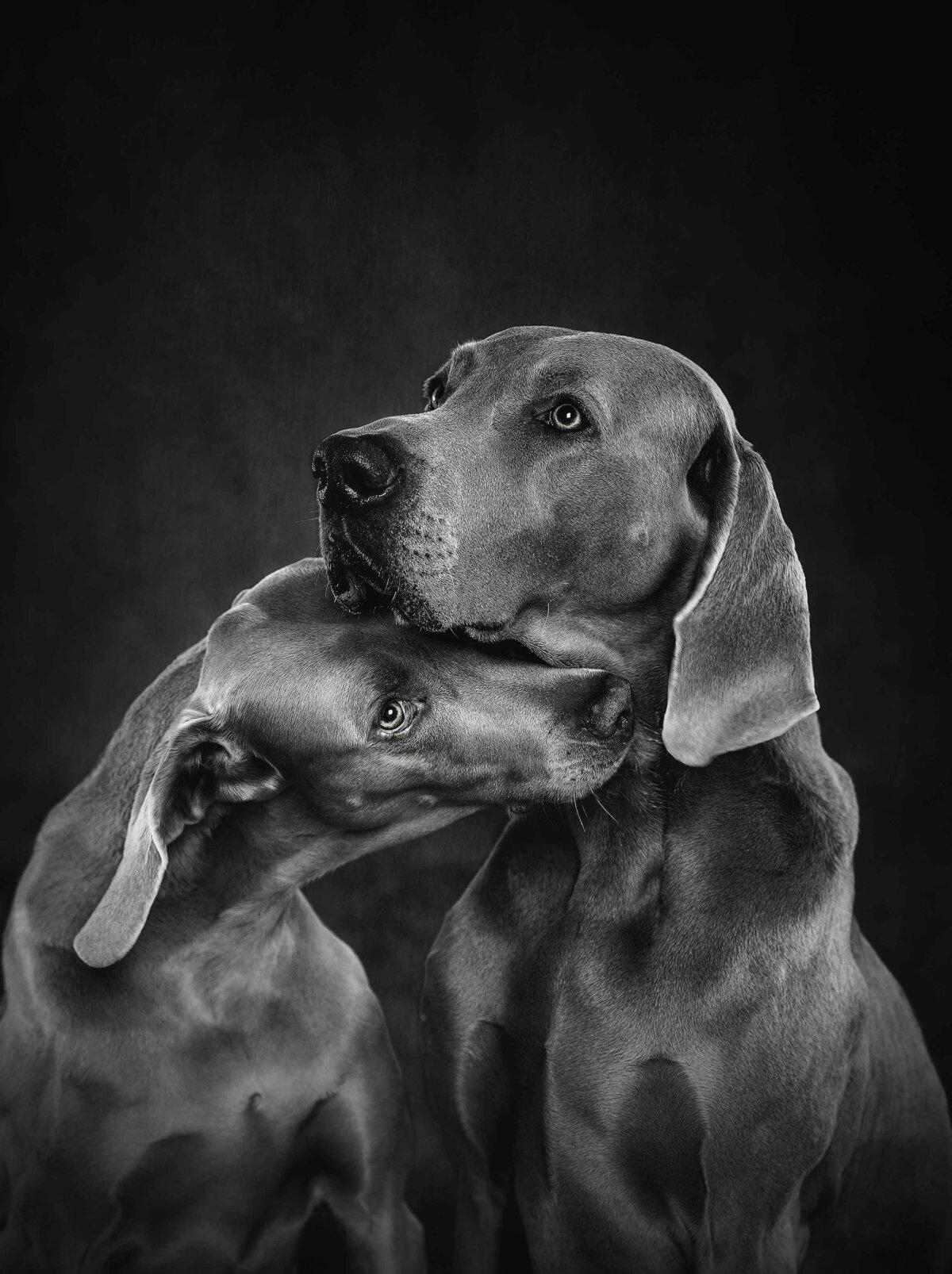 “Grey Old Love,” by Jessica Olsen Eriksson. (Courtesy of Jessica Olsen Eriksson, Dog Photography Awards)