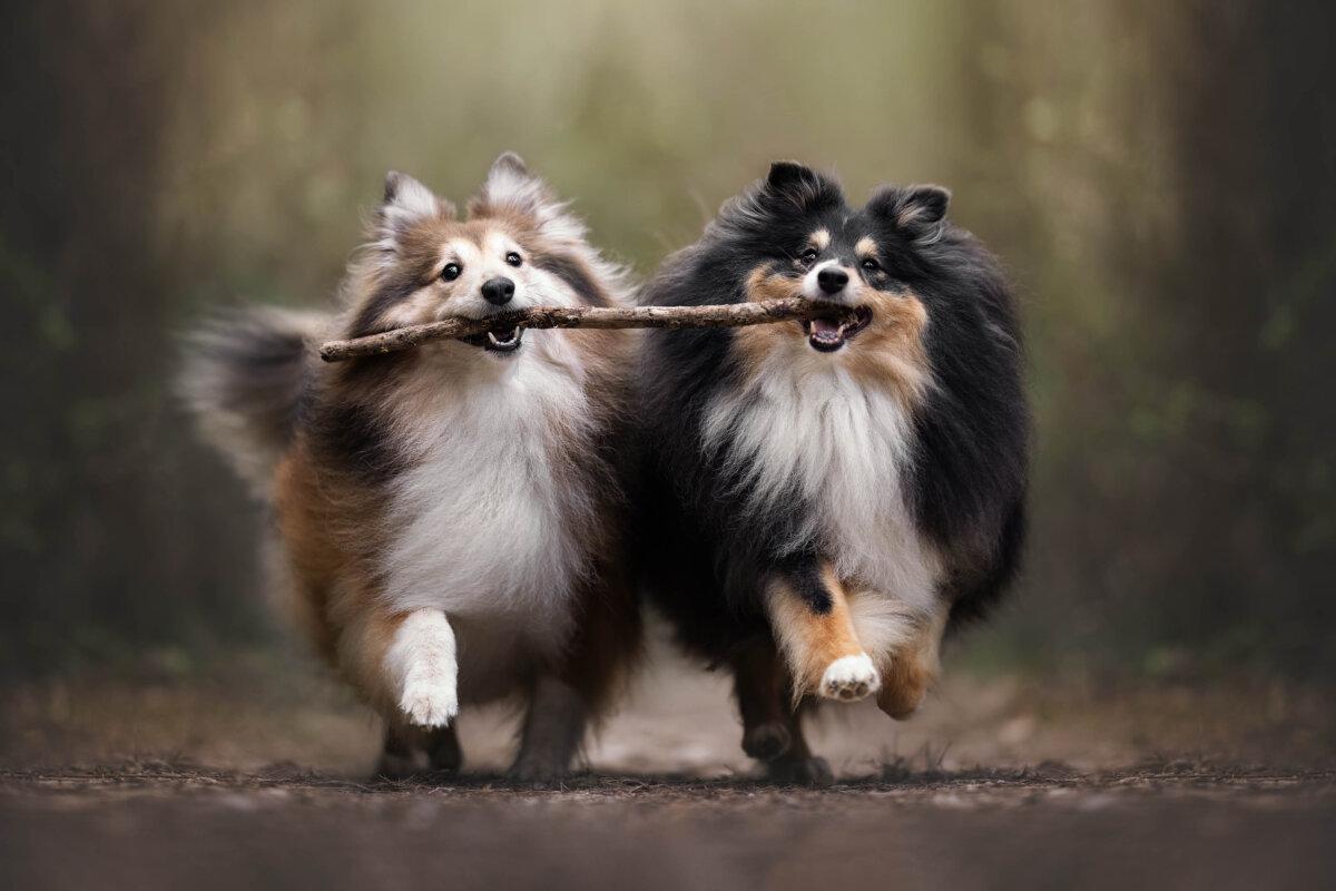 “Sharing Is Funny,” by Rut Casanellas. (Courtesy of Rut Casanellas, Dog Photography Awards)