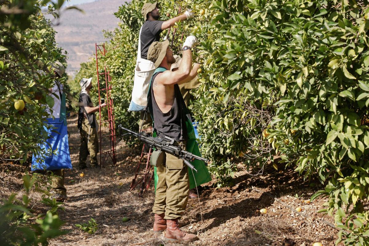Israeli soldiers volunteer to pick oranges with farmers in the moshav of Beit Hillel in northern Israel near the border with Lebanon on Nov. 10, 2023. (Jalaa Marey / AFP via Getty Images)