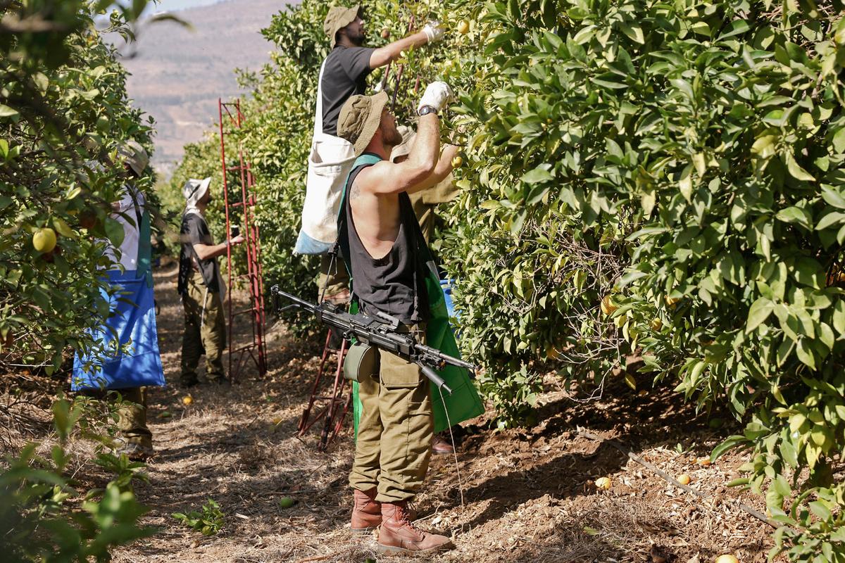 Israeli soldiers volunteer to pick oranges with farmers in the moshav of Beit Hillel in northern Israel near the border with Lebanon amid increasing cross-border tensions between Hezbollah and Israel as fighting continues in the south with Hamas militants in the Gaza Strip, on Nov. 10, 2023. (Photo by Jalaa Marley/AFP via Getty Images)