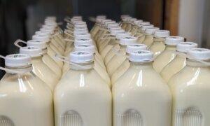 Raw Milk Movement Goes Mainstream