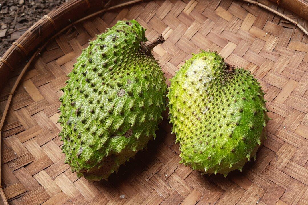 Soursop: Weighing the Potential for Cancer Treatment