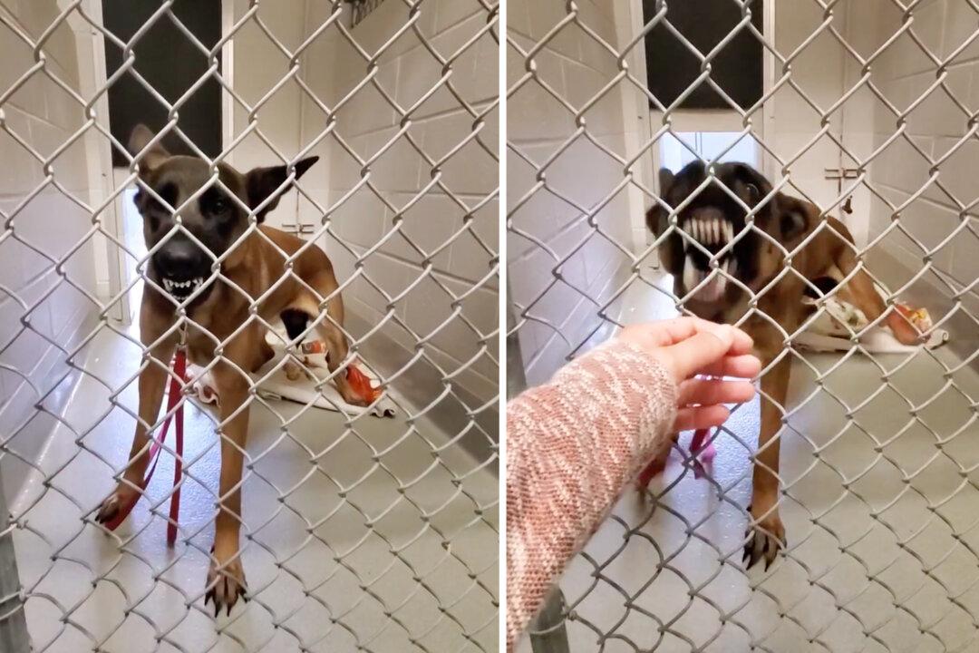 No One Could Touch This Aggressive, Growling Dog for Days, Then a Kind Woman Brings Her a Special Treat: VIDEO