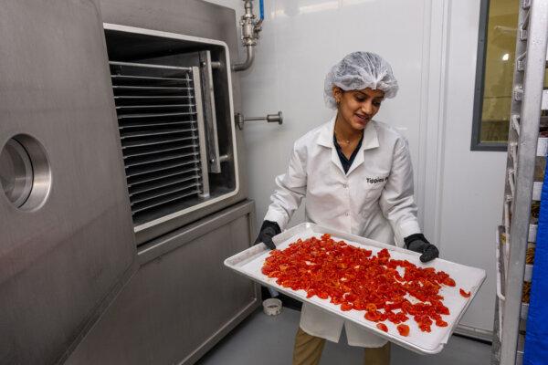 Sonjanya Palapoodi puts some finely-cut tomatoes into the freeze-dried machine at Tippins Foods in Fox Chapel on Thursday, Oct. 26, 2023. (Lucy Schaly/Pittsburgh Post-Gazette/TNS)