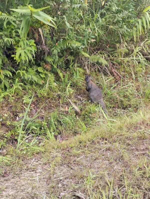 A wallaby found in Cao Bang, north of Vietnam, on Nov. 10, 2023. (Vietnam Travel Community/ Facebook)
