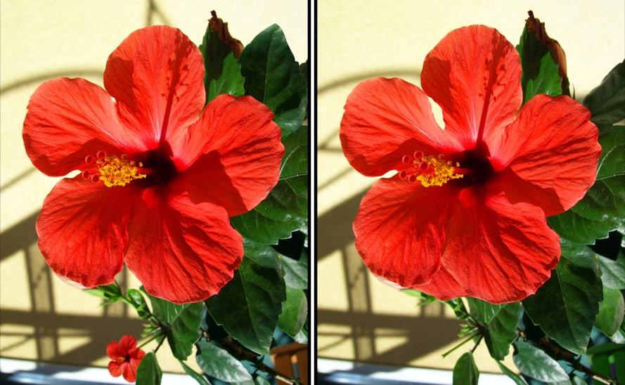 Spot the Difference Daily