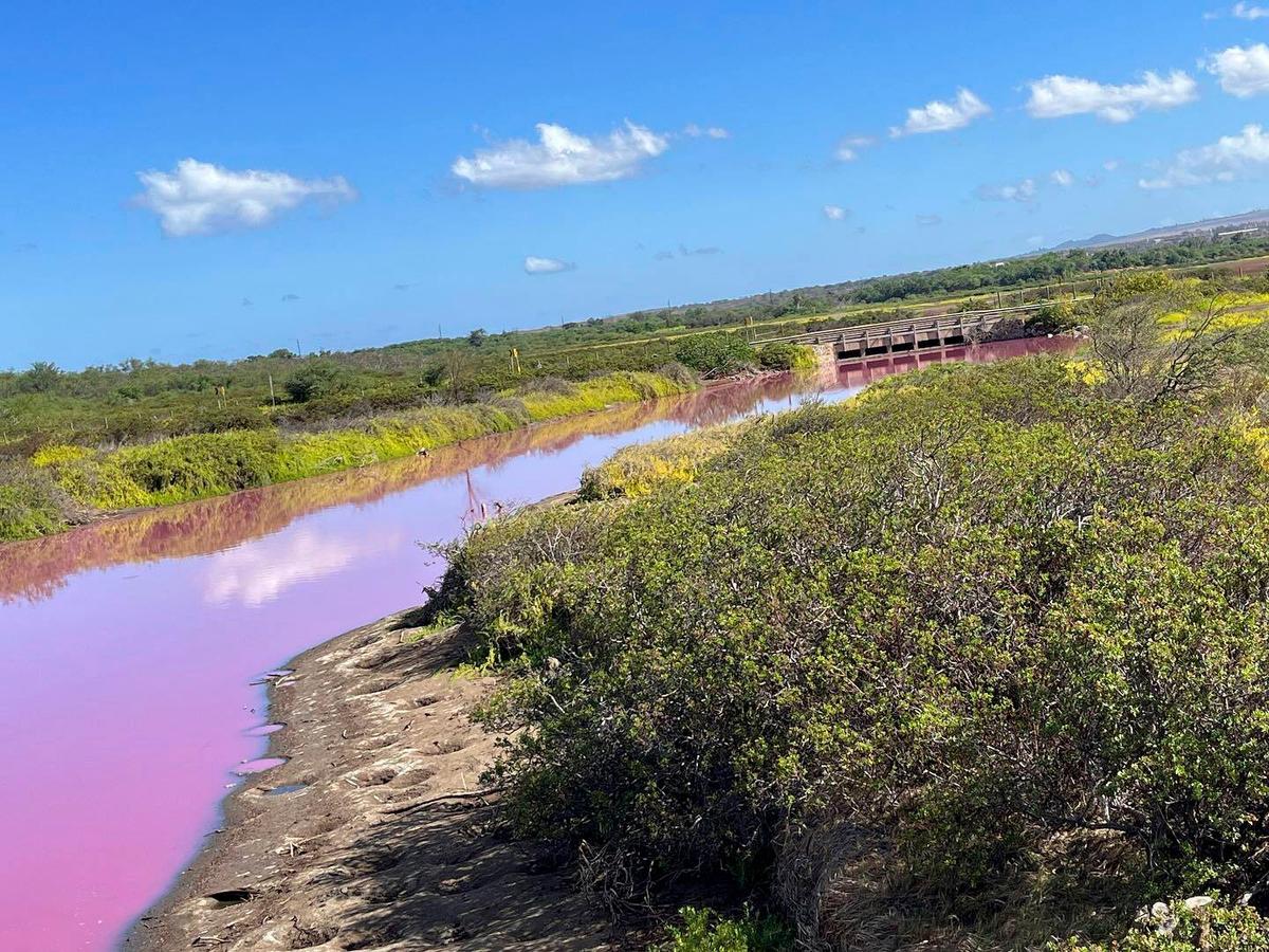 The pond at the Kealia Pond National Wildlife Refuge on Maui, Hawaii, turned pink on Oct. 30, 2023. (Leslie Diamond via AP)