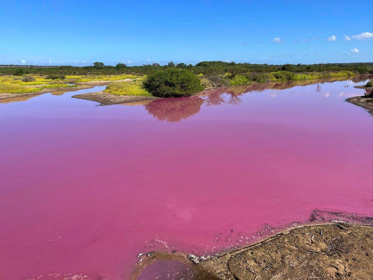 Officials in Hawaii are investigating why the pond turned pink, but there are some indications high salinity may be the cause. (Leslie Diamond via AP)