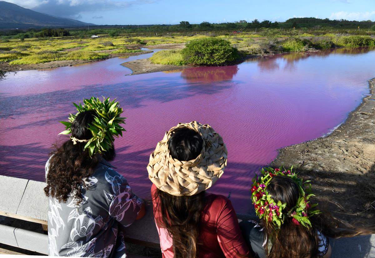 Locals view the pink water at the Kealia Pond National Wildlife Refuge in Kihei, Hawaii, on Wednesday, Nov. 8. (Matthew Thayer/The Maui News via AP)