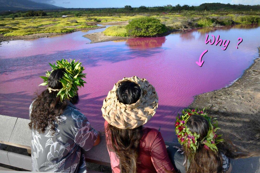 Scientists Ponder Pond That Mysteriously Turned Bright Pink in Hawaii—Here’s Why It Did (Maybe)