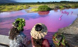 Scientists Ponder Pond That Mysteriously Turned Bright Pink in Hawaii—Here’s Why It Did (Maybe)