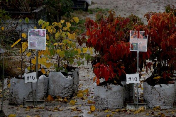 Possibility Place Nursery in Monee is a family business that has specialized in growing native plants since 1983. (Antonio Perez/Chicago Tribune/TNS)