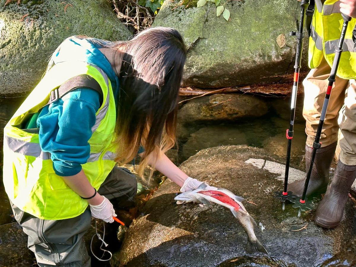 BC Stream Watchers Link ‘Unprecedented’ Coho Salmon Kill to Tire Toxin and Drought