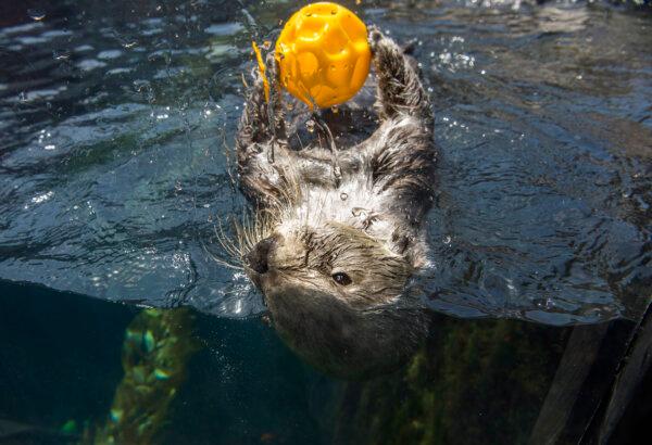  A sea otter plays with a ball at the Monterey Bay Aquarium in Monterey, California, on Tuesday, May 30, 2023. The aquarium’s otter program is responsible for reestablishing much of Northern California's critically endangered Southern Sea Otter population. (Doug Duran/Bay Area News Group/TNS)