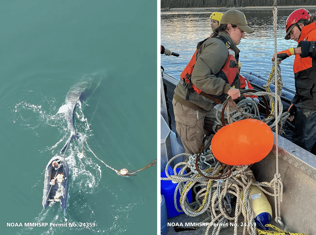 (Left) Rescuers use a pole outfitted with a knife to cut the line that entangles the juvenile whale; (Right) Rescuers collect some of the gear that had entangled the whale. (© Sean Neilson/NOAA MMHSRP Permit No. 24359)