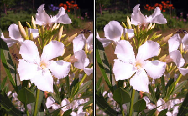 Spot the Difference Daily