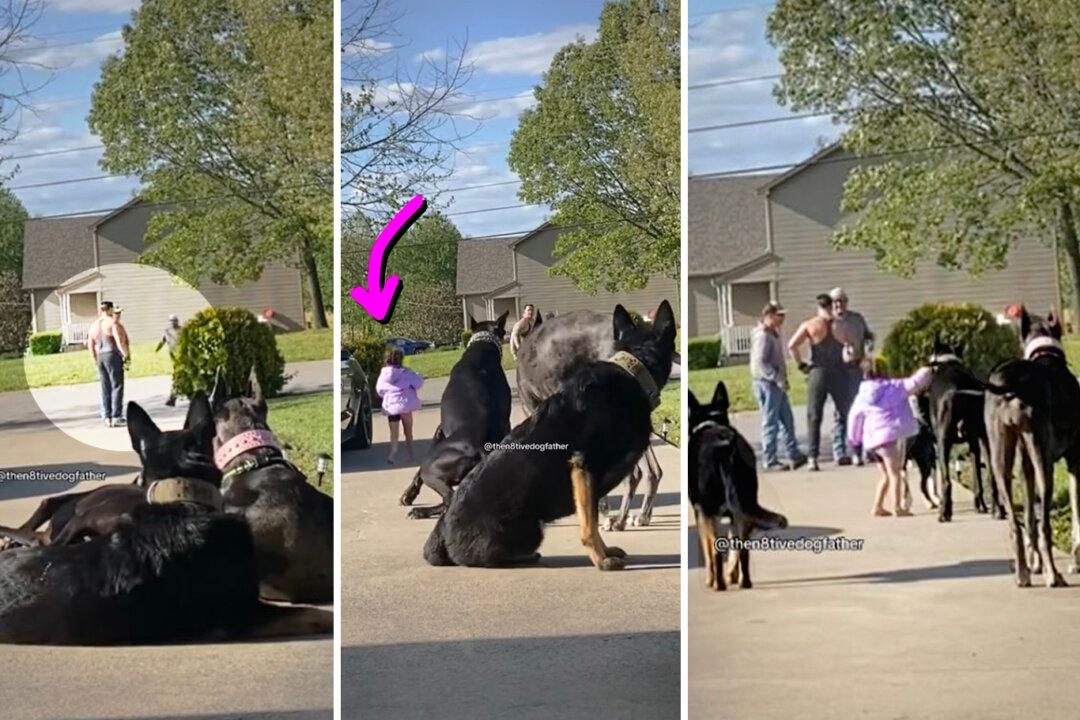 Family’s Girl Wanders Too Close to Strange Men Outside Home—Watch What Protector Dogs Do Next