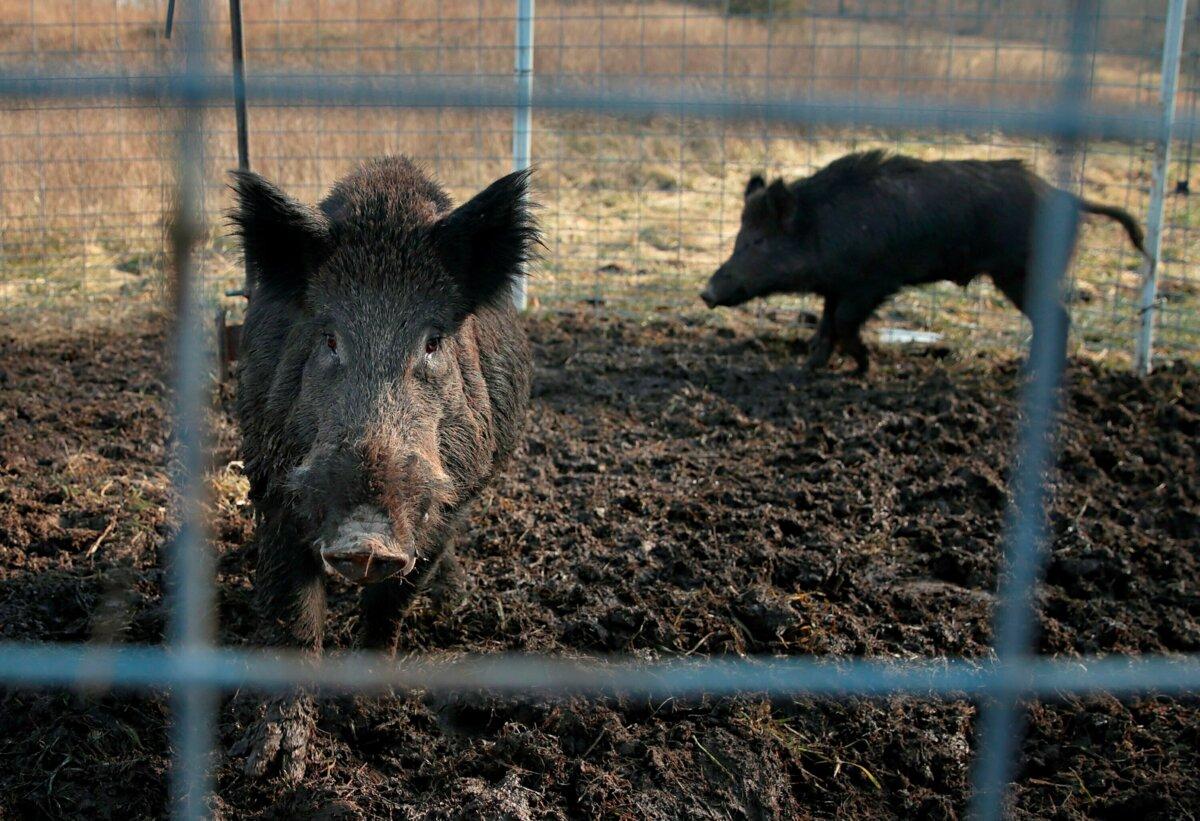 Two feral hogs are caught in a trap on a farm in rural Washington County, Mo., on Jan. 27, 2019. (David Carson/St. Louis Post-Dispatch via AP)