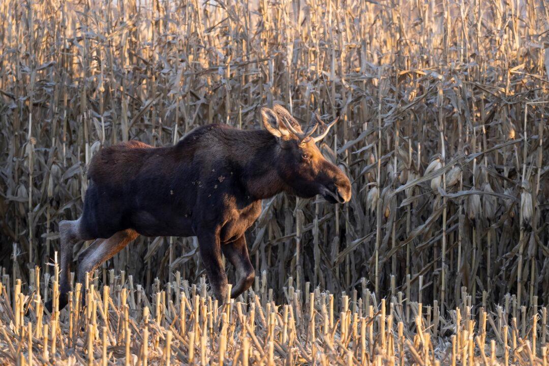 The Journey of Minnesota’s Rutt the Moose Is Tracked by a Herd of Fans