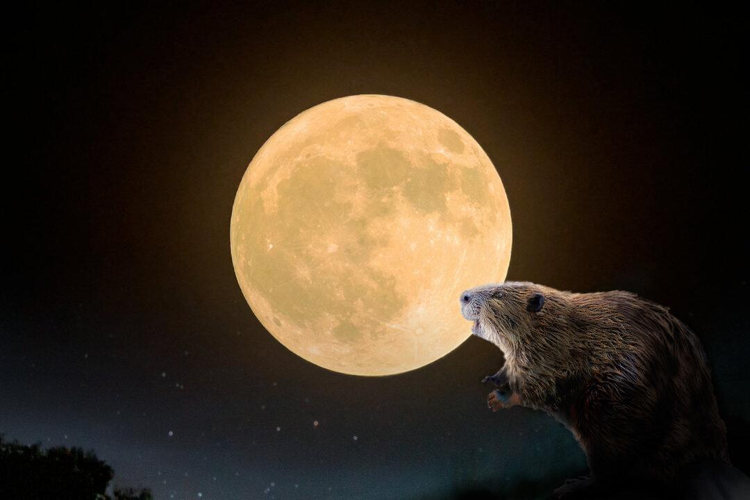 Full 'Beaver Moon' About to Grace the Night Sky Late November—Here's What You Need to Know