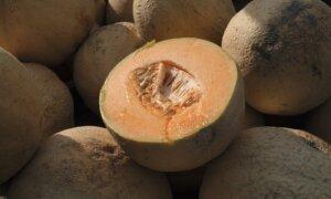 Malichita Cantaloupes Likely Cause of Salmonella Outbreak in Five Provinces: PHAC