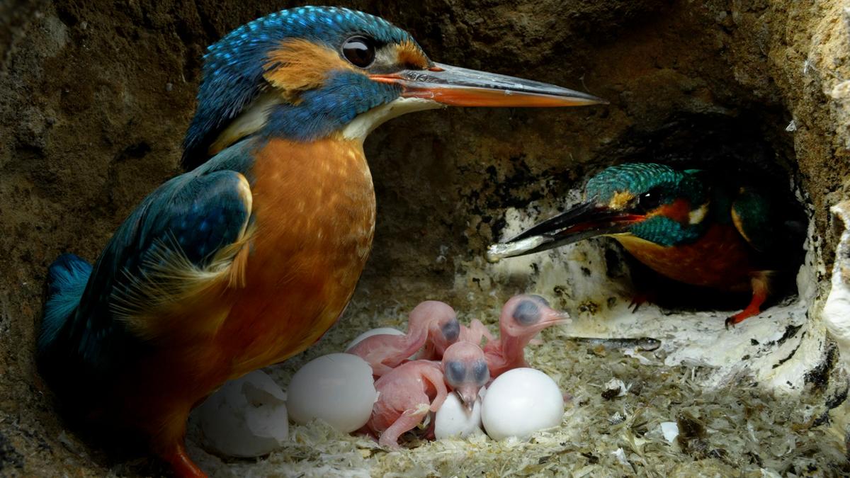 Kingfisher chicks just a few moments after hatching in May 2023. (Courtesy of <a href="https://www.robertefuller.com/">Robert E. Fuller</a>)
