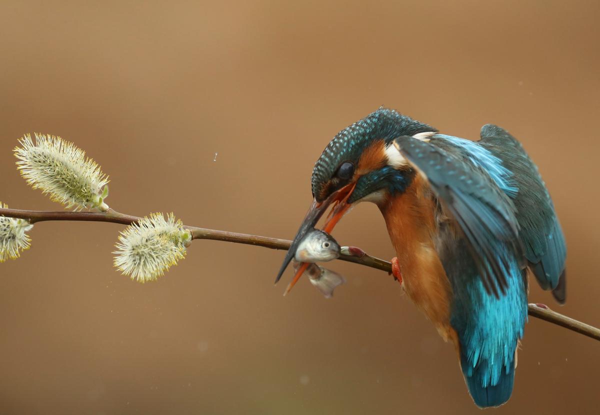 One of the pictures taken by photographer and filmmaker Robert E. Fuller, 51. He says that at times he might spend up to 19 hours a day in the hide, filming kingfishers in their natural habitat. (Courtesy of <a href="https://www.robertefuller.com/">Robert E. Fuller</a>)