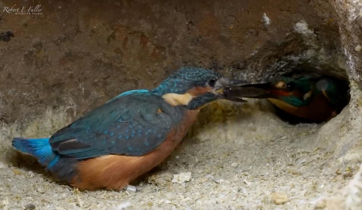 The dad kingfisher uses food to encourage the last chick to fly. (Courtesy of <a href="https://www.robertefuller.com/">Robert E. Fuller</a>)