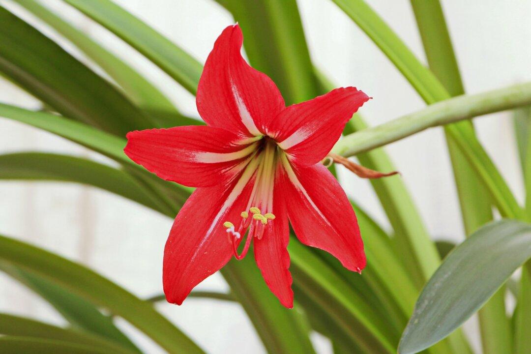 Amaryllis Provides Colorful Blooms All Winter and Beyond
