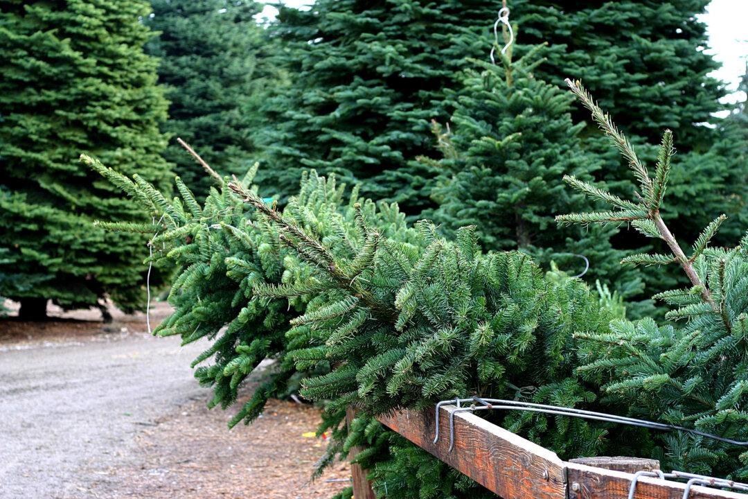 Finding the Perfect Christmas Tree