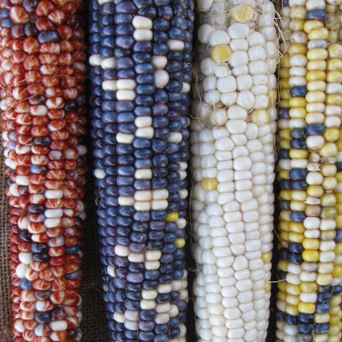 Casados Multicolor Corn. (Courtesy of Native Seeds/SEARCH)