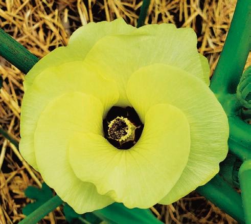 Beck’s Gardenville Okra. (Courtesy of Native Seeds/SEARCH)