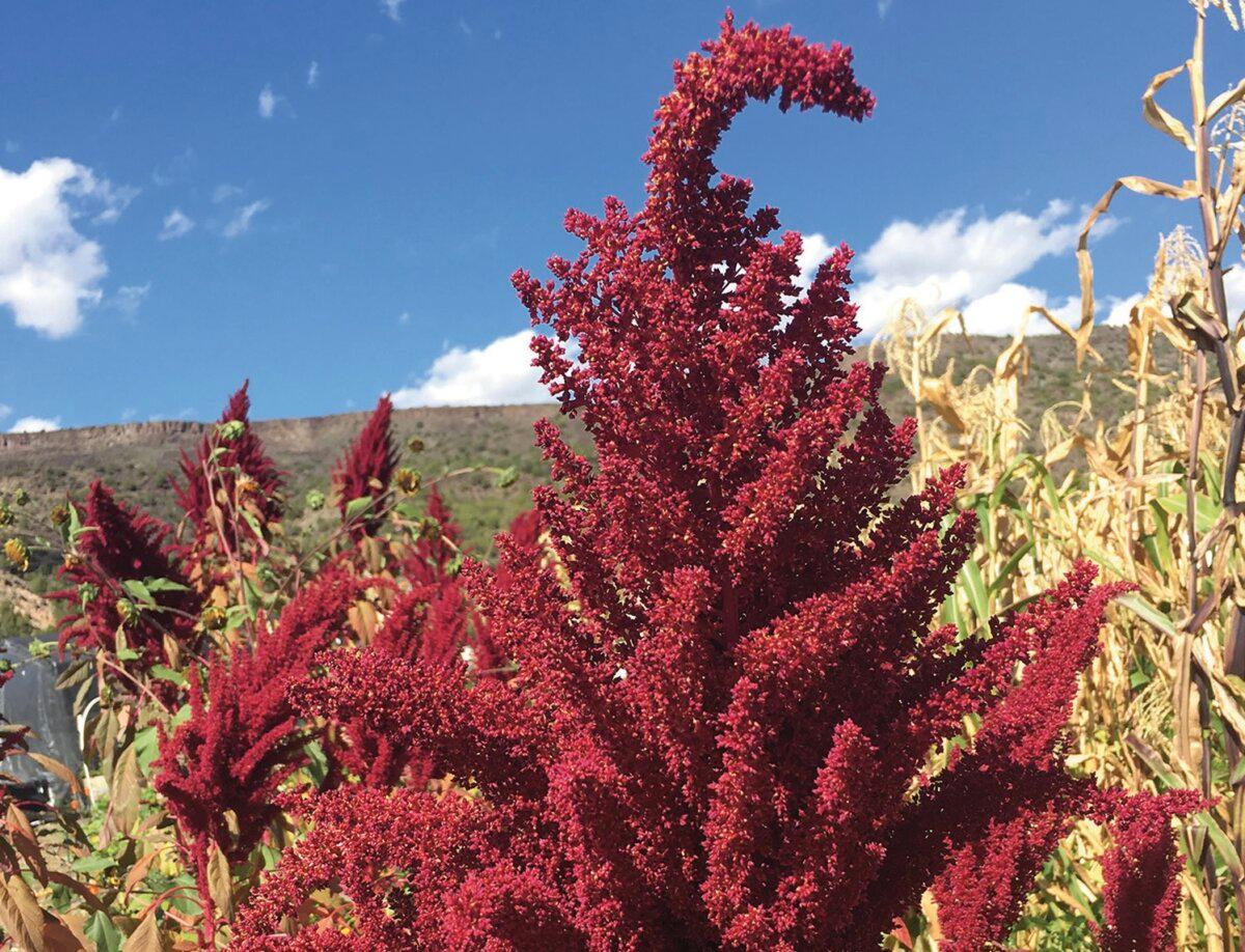 Chihuahuan Ornamental. (Courtesy of Native Seeds/SEARCH)